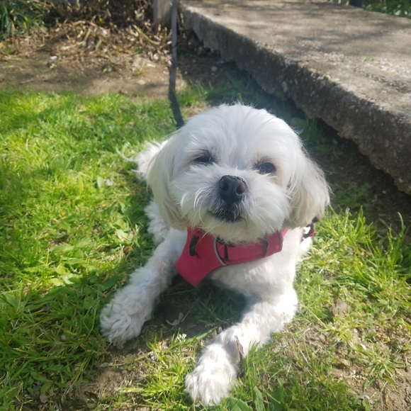 Shop my closet so my dogs can have better lives ☺️ - Picture 5 of 7